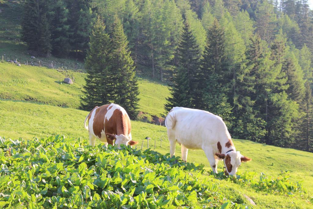 Salzburger Dolomitenhof أنابيرغ ام لاميرتا المظهر الخارجي الصورة